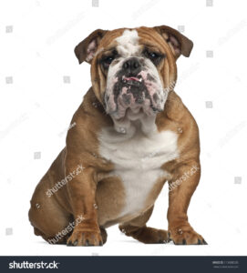 stock-photo-english-bulldog-months-old-sitting-against-white-background-113408530